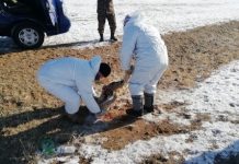 Үхсэн мал, амьтны сэг зэмийг устгах ажлыг зохион байгуулав.